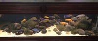 6ft Tank with Malawi Cichlids and extras - £375ono