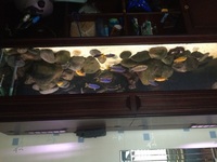 6ft Tank with Malawi Cichlids and extras - £375ono