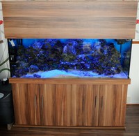 Marine Fish Live rock, Corals in Complete Marine Setup All equip, Custom built aquarium, PLEASE READ DESCRIPTION