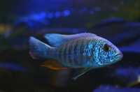 AQUA-SHACK::::High quality African rift lake cichlids