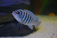 AQUA-SHACK::::High quality African rift lake cichlids