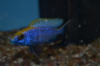 AQUA-SHACK::::High quality African rift lake cichlids