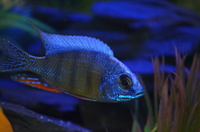 AQUA-SHACK::::High quality African rift lake cichlids