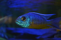 AQUA-SHACK::::High quality African rift lake cichlids