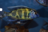 AQUA-SHACK::::High quality African rift lake cichlids