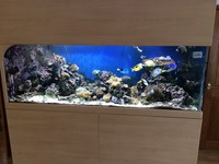 £ 2750. - SEABRAY Full Mature Reef Set-up. 1200 litres