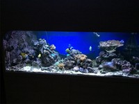 £ 2750. - SEABRAY Full Mature Reef Set-up. 1200 litres