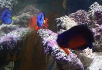 Full 5ft Marine Reef Setup For Sale