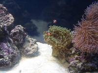 Full 5ft Marine Reef Setup For Sale