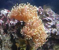 Full 5ft Marine Reef Setup For Sale