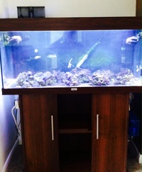 Juwel rio 180 marine setup