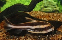 New Price List - Wholesale Aquatics - Please have a L@@K