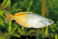 New Price List - Wholesale Aquatics - Please have a L@@K