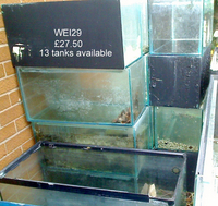 MAY SALE - WEISNICK AQUARIUMS ACCESSORIES BONANAZA - Over 200 pre-owned ORNAMENTS + Bogwood, Air pumps, Plants etc plus loads of other stuff. From £2 upwards. Viewings welcome Manchester M45