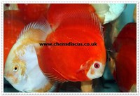Chens Discus - august 2015 Stocklist