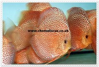 Chens Discus - august 2015 Stocklist