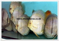 Chens Discus - august 2015 Stocklist