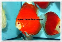 Chens Discus - august 2015 Stocklist