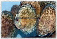 Chens Discus - august 2015 Stocklist