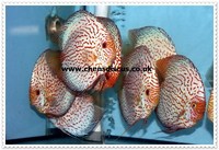 Chens Discus - august 2015 Stocklist