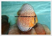Chens Discus - august 2015 Stocklist