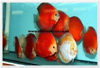 Chens Discus - august 2015 Stocklist