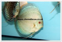 Chens Discus - august 2015 Stocklist
