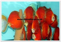 Chens Discus - august 2015 Stocklist