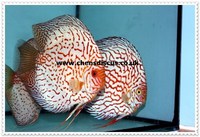 Chens Discus - august 2015 Stocklist