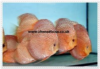 Chens Discus - august 2015 Stocklist