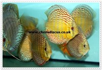 Chens Discus - august 2015 Stocklist