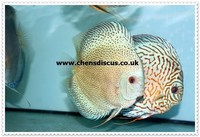 Chens Discus - august 2015 Stocklist