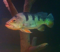 Cichlids Catfish Piranha