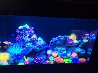 Red Sea Max 250 C