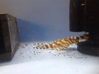 Wild Caught L015 Candy Stripe Plecs wild cought