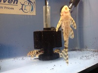 Wild Caught L015 Candy Stripe Plecs wild cought