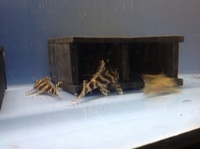 Wild Caught L015 Candy Stripe Plecs wild cought