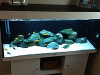 Juwel rio 240 setup