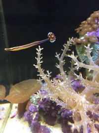 NEW MARINE STOCK AT JESSY AQUARIUM