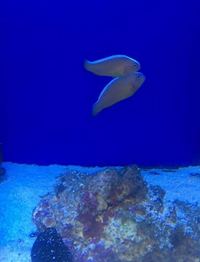 NEW MARINE STOCK AT JESSY AQUARIUM