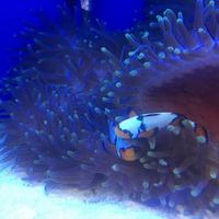 NEW MARINE STOCK AT JESSY AQUARIUM