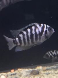 NEW CICHLIDS STOCK AT JESSY AQUARIUM