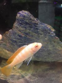 NEW CICHLIDS STOCK AT JESSY AQUARIUM