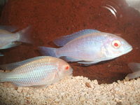 Malawi and Tanganyikan Cichlids at In-expensive Prices.