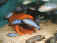 Malawi and Tanganyikan Cichlids at In-expensive Prices.