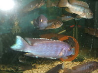 Malawi and Tanganyikan Cichlids at In-expensive Prices.