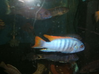 Malawi and Tanganyikan Cichlids at In-expensive Prices.