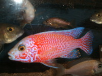 Malawi and Tanganyikan Cichlids at In-expensive Prices.
