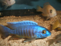 Malawi and Tanganyikan Cichlids at In-expensive Prices.