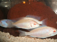 Malawi and Tanganyikan Cichlids at In-expensive Prices.